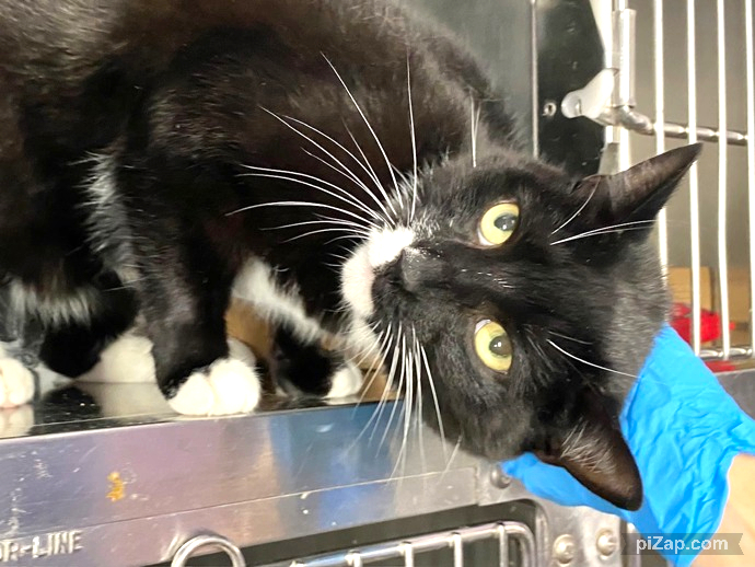 THERE ARE 21 ANIMALS (5 CATS &amp; 16 DOGS)  AT RISK FOR THURSDAY 08/28/25 DEADLINE IS NOON. PLEASE SHARE, FOSTER, ADOPT, TAG FRIENDS, POST TO SOCIAL MEDIA SITES, PLEDGE TO  HELP SAVE THEIR LIVES. NEW PHOTOS. newhope.shelterbuddy.com/animal/list