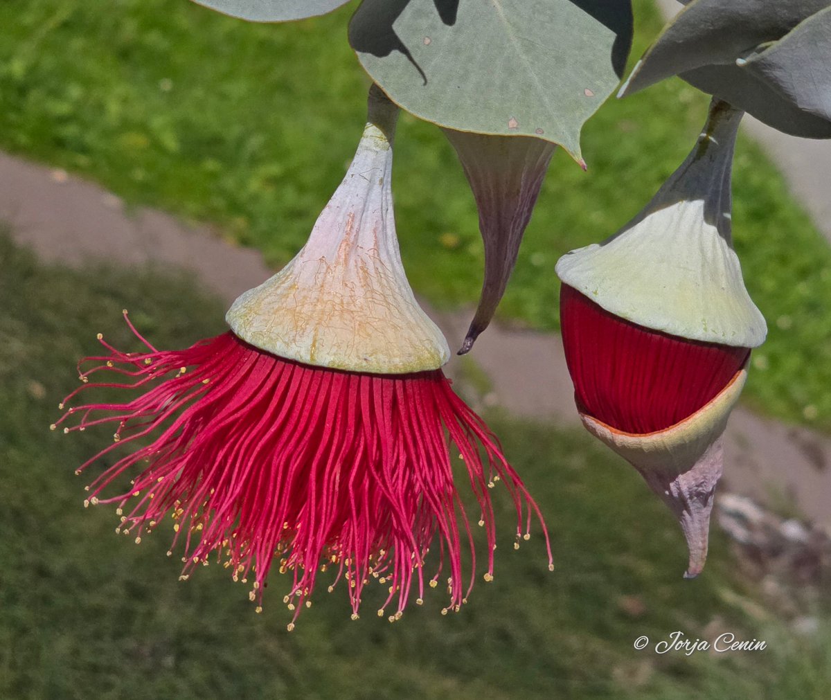 Eucalyptus rhodantha ❤️ #wildflowerhour #flowers #beautiful