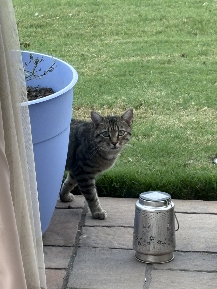 Our first visitor from the feline world. Our babies were NOT happy.