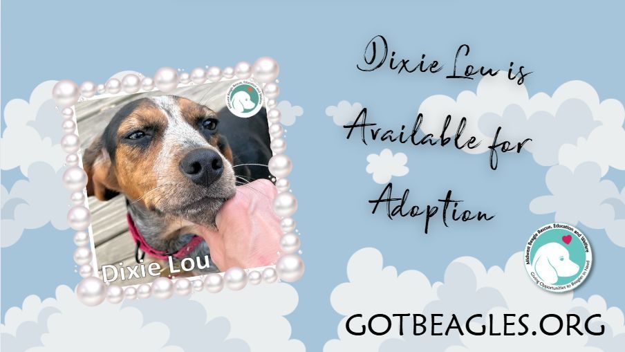 MidWest Beagle Rescue, Education and Welfare, Inc. (@mwbeaglerescue) on Twitter photo Dixie Lou is a young bluetick beagle looking for her furever home. Know anyone looking for this beauty? buff.ly/iBdJLvw #beagle #AdoptDontShop #BeaglesOfX #DogsOfX #DogsOfTwitter <a href="/beaglefacts/">Beagle Facts</a> #MWBalumni Dixie Lou is a young bluetick beagle looking for her furever home. Know anyone looking for this beauty? buff.ly/iBdJLvw #beagle #AdoptDontShop #BeaglesOfX #DogsOfX #DogsOfTwitter <a href="/beaglefacts/">Beagle Facts</a> #MWBalumni