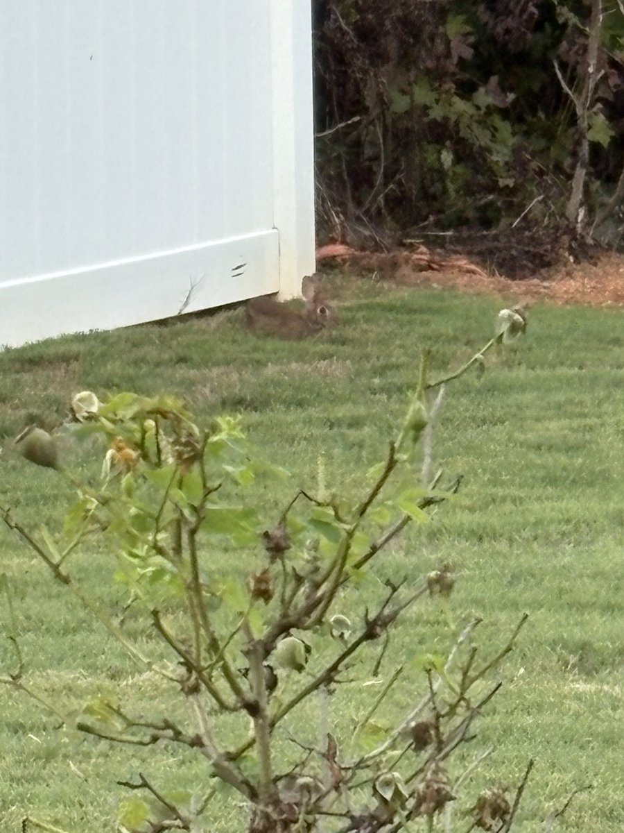 Enjoying the cool evening outside with our baby bunny.