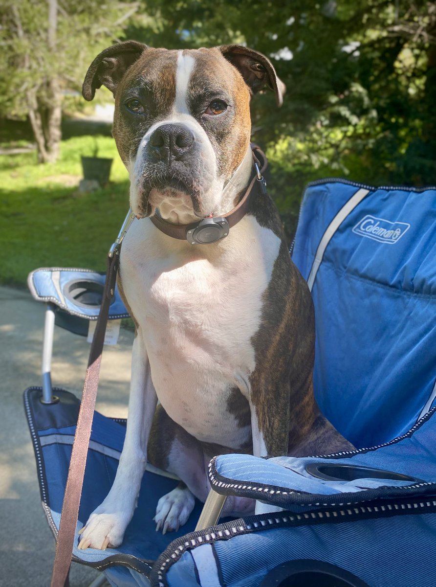 Celebrating #NationalDogDay with my best buddy, Gunner! Hope you have a great day too! #DogsofX #BoxerDog
