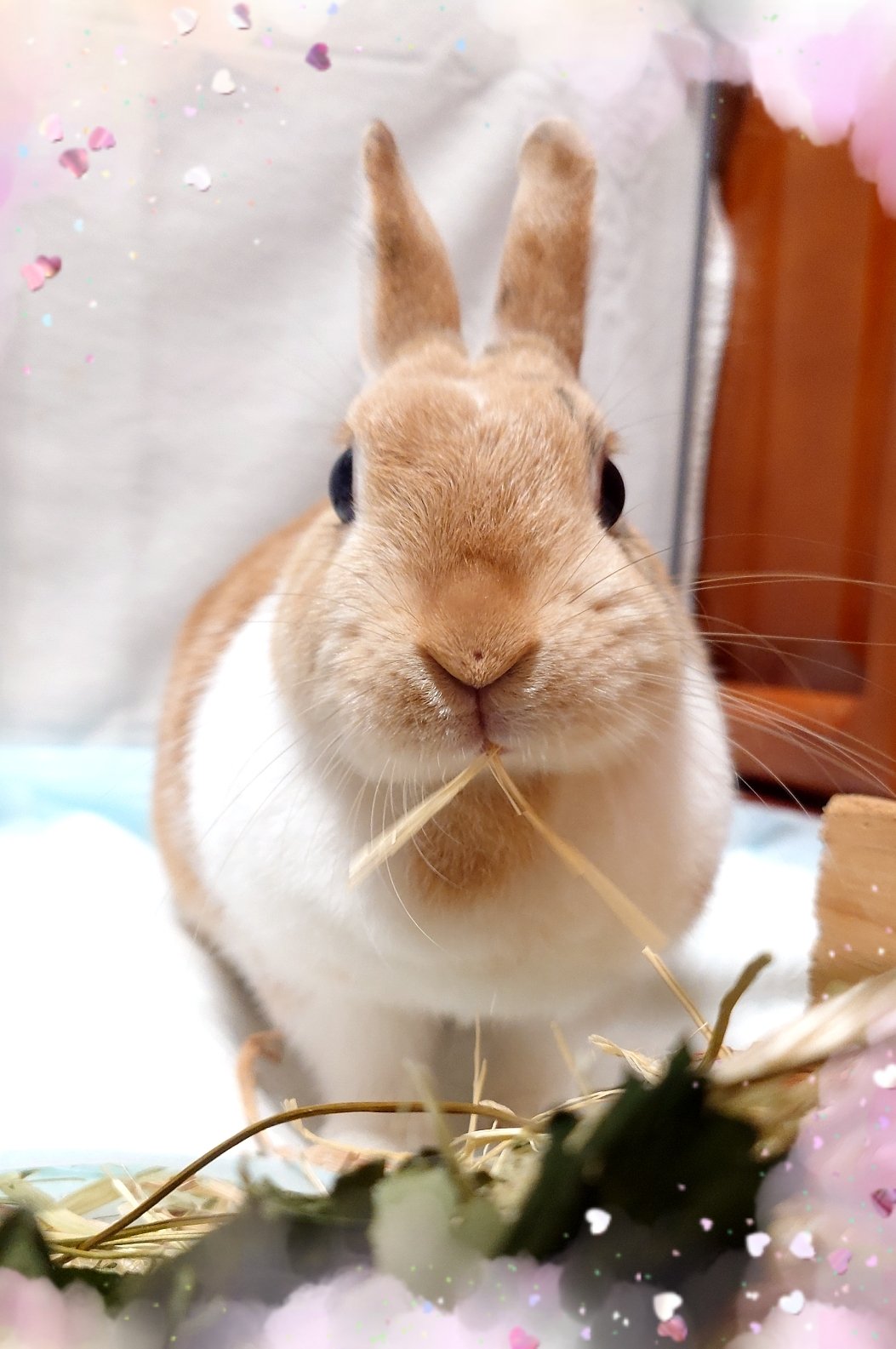 きなこお嬢様の日常🐰🩷 on X: 