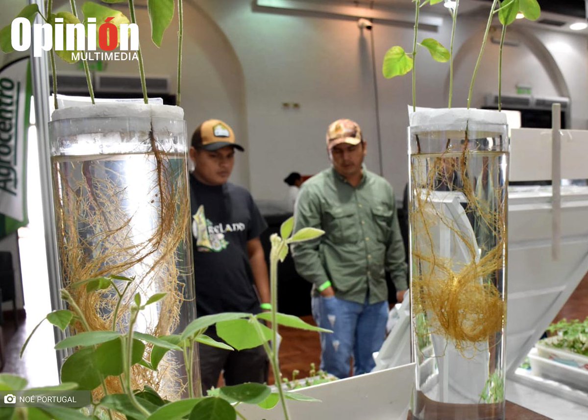 Opinion_Bolivia's tweet image. #SantaCruz | En el segundo día del Congreso Internacional de la #Soya empresas presentaron sus stand de productos, insumos y maquinaria #agrícola para el manejo de plagas, enfermedades, malezas, cosecha, agricultura y biotecnología.
📸 Noé Portugal | Diario OPINIÓN