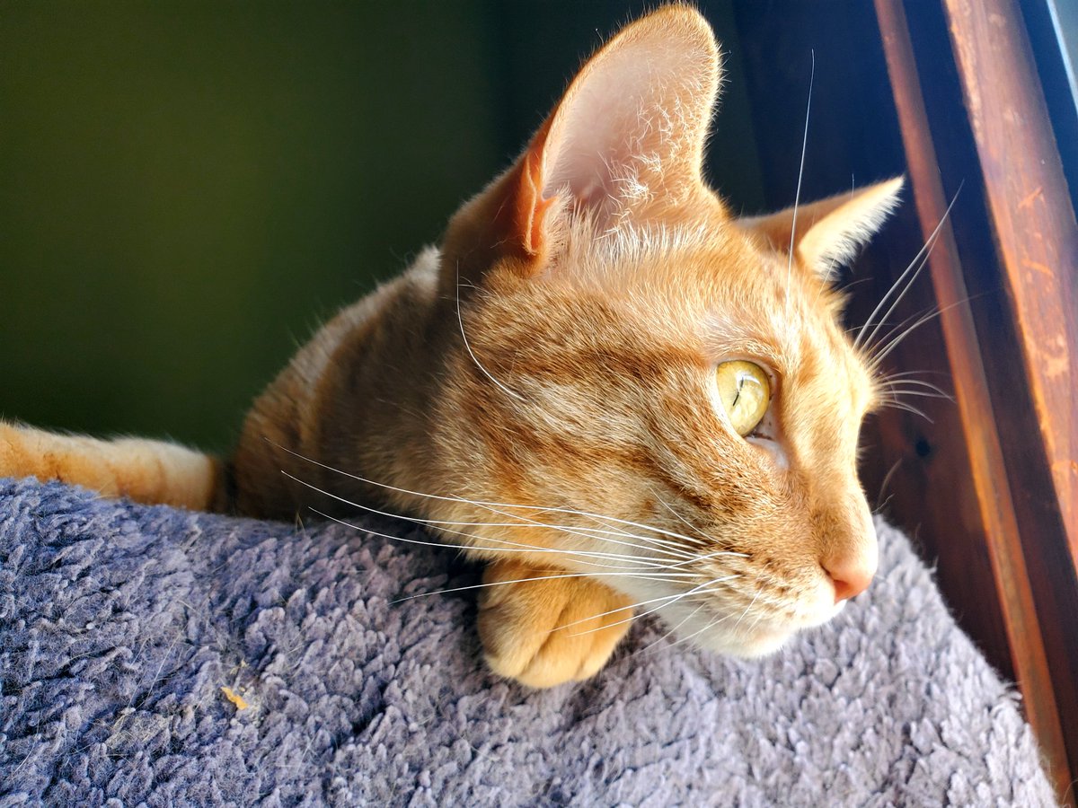 ragatarou_'s tweet image. #猫　#ねこかわいいね　#ねっこ
#猫のいる暮らし #猫好きさんと繋がりたい #猫のいる生活 #ねこ #ぬこ

外はすごく暑そうだ😽