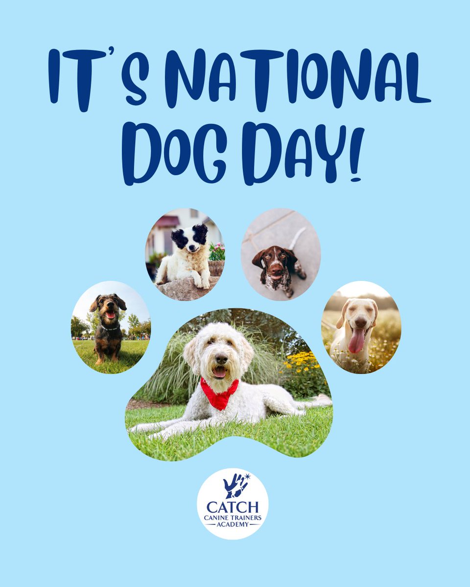 CATCHdogtrainer's tweet image. Paws up if you love dogs! 🐾 Today we honor the furry friends who fill our hearts and homes with joy. 💙
......
#CATCHCanineTrainersAcademy #DogTraining #DogTrainer #NationalDogDay #DogDay