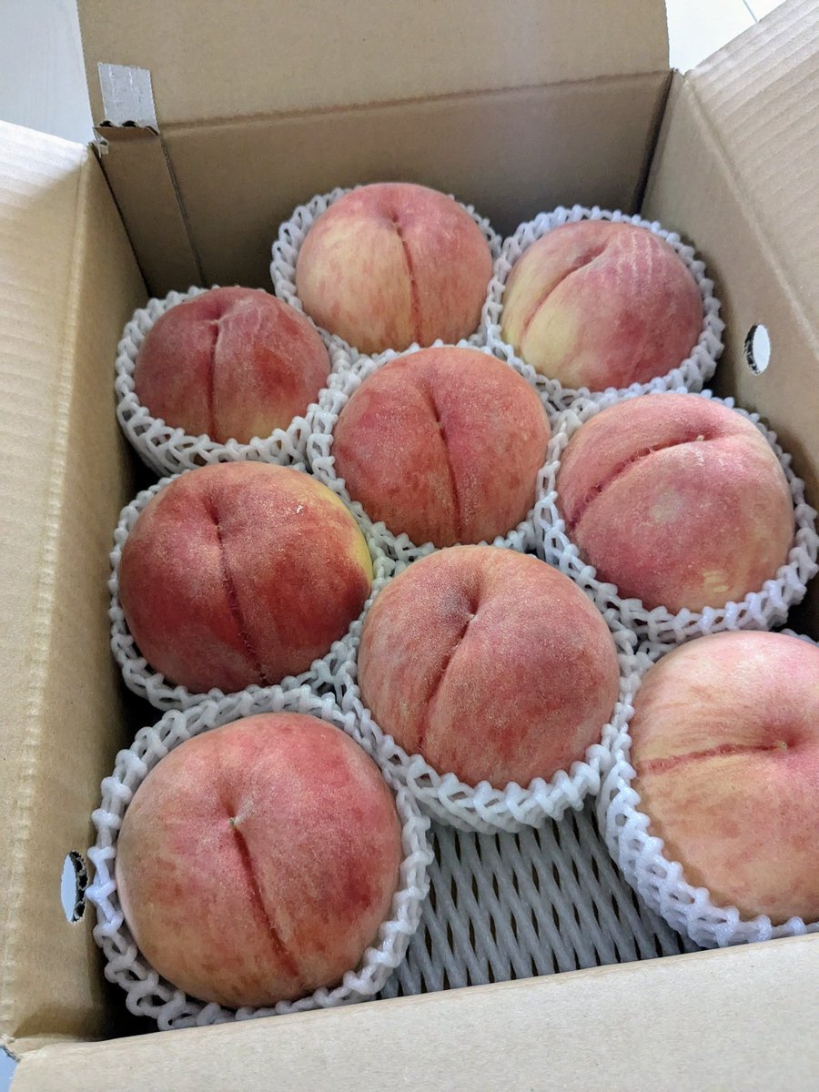bhrkuti_'s tweet photo. なつおとめ食べ終えたので今日からは川中島白桃です。美味しい✧
桃はどれも美味しいけど好きなのはやつぱり奥あかつきと川中島。酸味と甘さのバランスが良いのです。今年は奥あかつき買えなくて物足りないので川中島はもう一箱買うかもw https://t.co/rK26NjjDZL