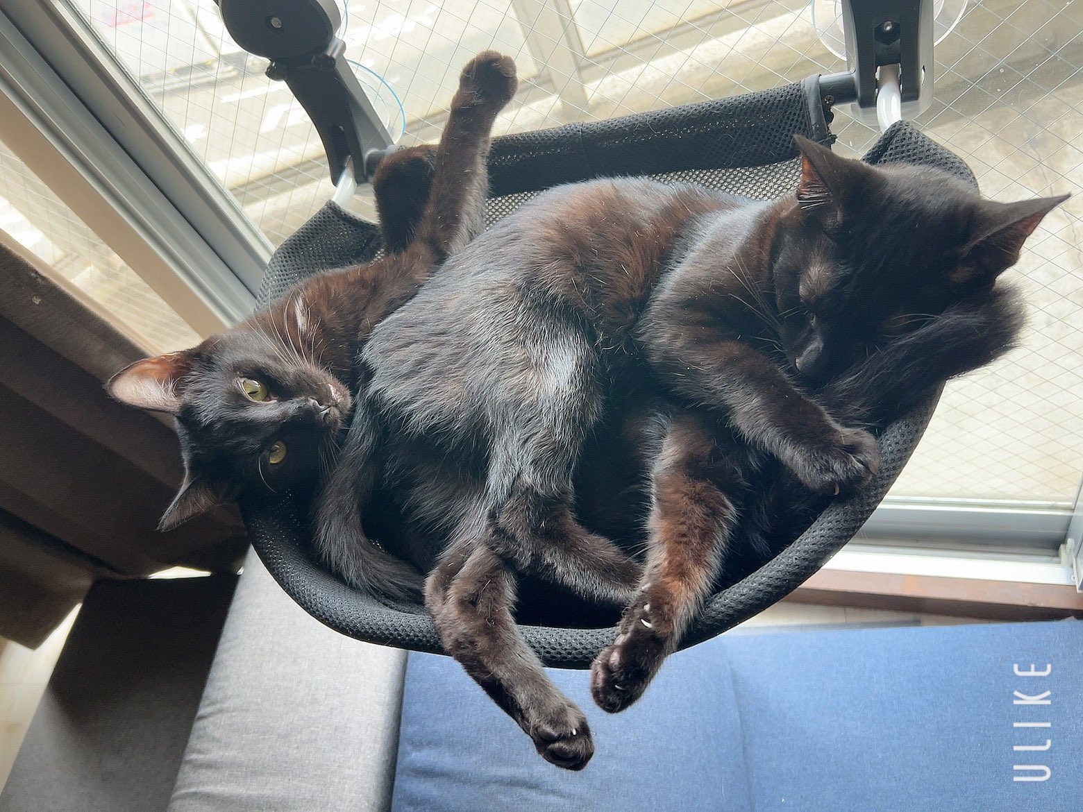 額 女豹に黒猫 よるさんの声 猫っぽくないんだよなーって常々思ってたんだけど