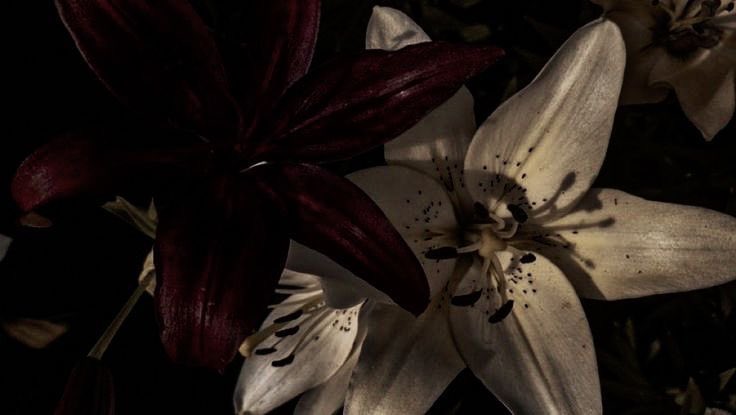 voidynat's tweet image. 