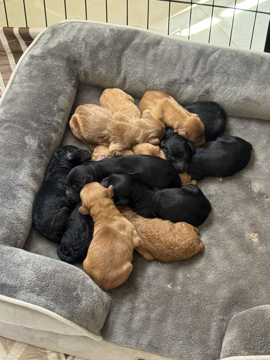 abturfcgcs's tweet image. Well 2 of my favorites just had 12 potential turf doggies if there’s some prospective owners out there! #helpabrothaout #dogsofturf #turfdog