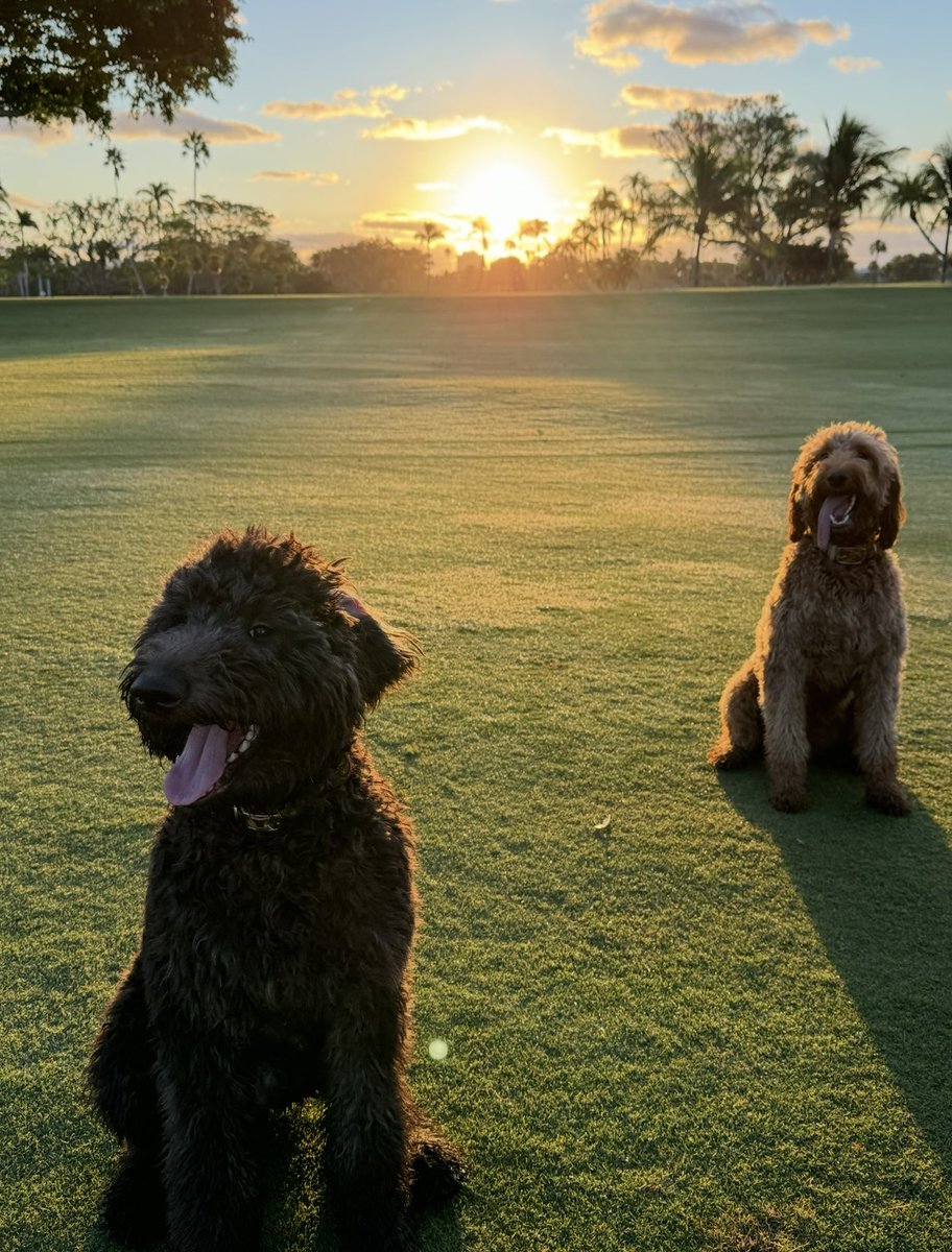 abturfcgcs's tweet image. Well 2 of my favorites just had 12 potential turf doggies if there’s some prospective owners out there! #helpabrothaout #dogsofturf #turfdog