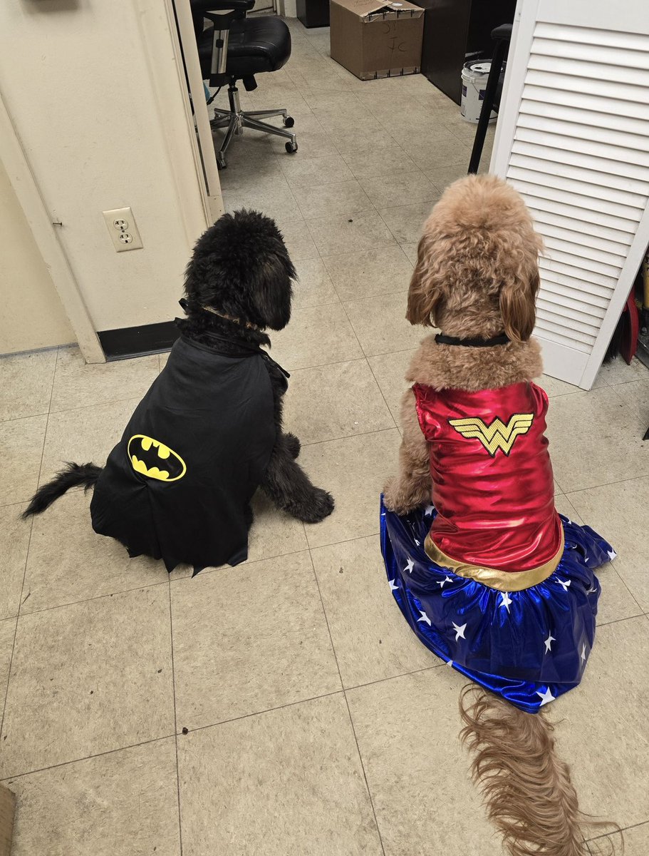 abturfcgcs's tweet image. Well 2 of my favorites just had 12 potential turf doggies if there’s some prospective owners out there! #helpabrothaout #dogsofturf #turfdog