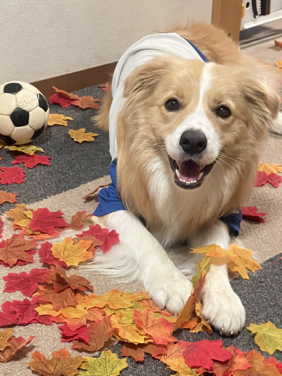 ボーダーコリーのハルト (@400053) / Posts / X