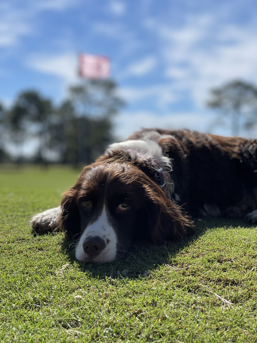 Even though the pups start work early every morning on their course they end up chilling while the crew keeps on mowing #NationalDogDay