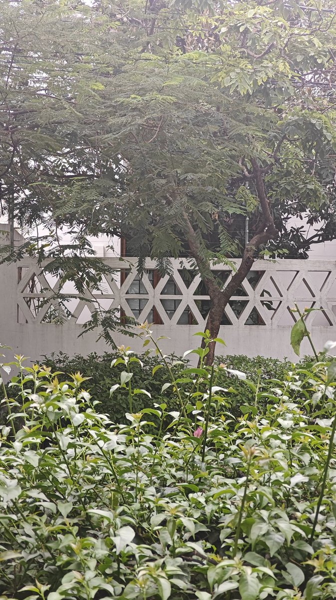 Cómo me encanta la Colonia Seattle en Zapopan. Sin duda es un gran ejemplo de un suburbio (hoy parte de la ciudad) que integra naturaleza. Las banquetas son muy lindas y arboladas, las calles son empedradas.  Hay muchos detalles arquitectonicos muy bellos y tapatíos.
