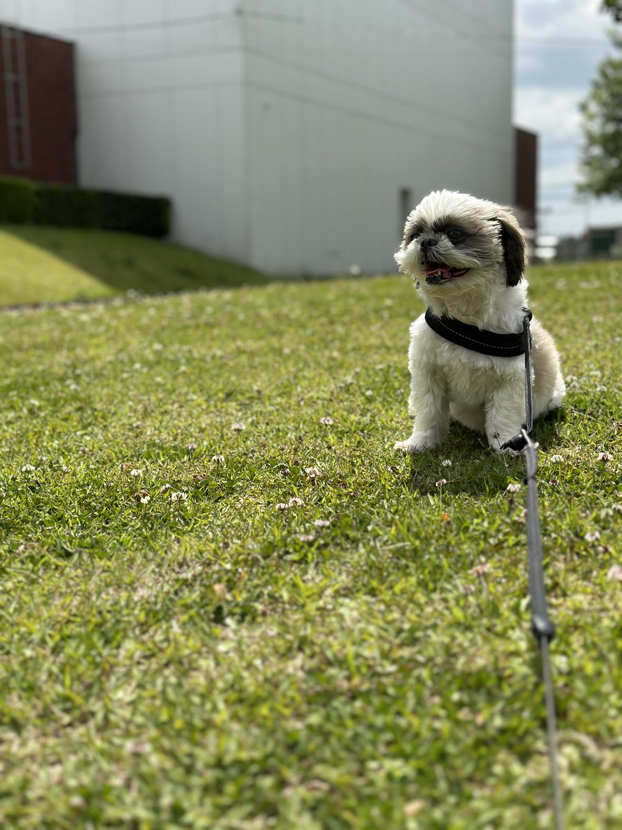 8/26が #世界犬の日 🐶だったみたいで、1日遅れ。