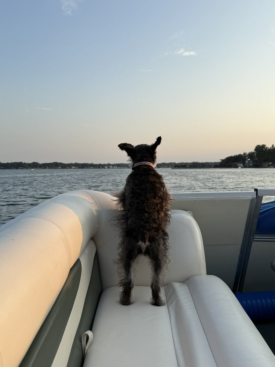 KABeatty10's tweet photo. Happy National Dog Day to the curious pup who is always looking out for us or is nosy and wants to see what is going on! Either way, we are blessed! ♥️🐾♥️ https://t.co/KmOcSqDkxv