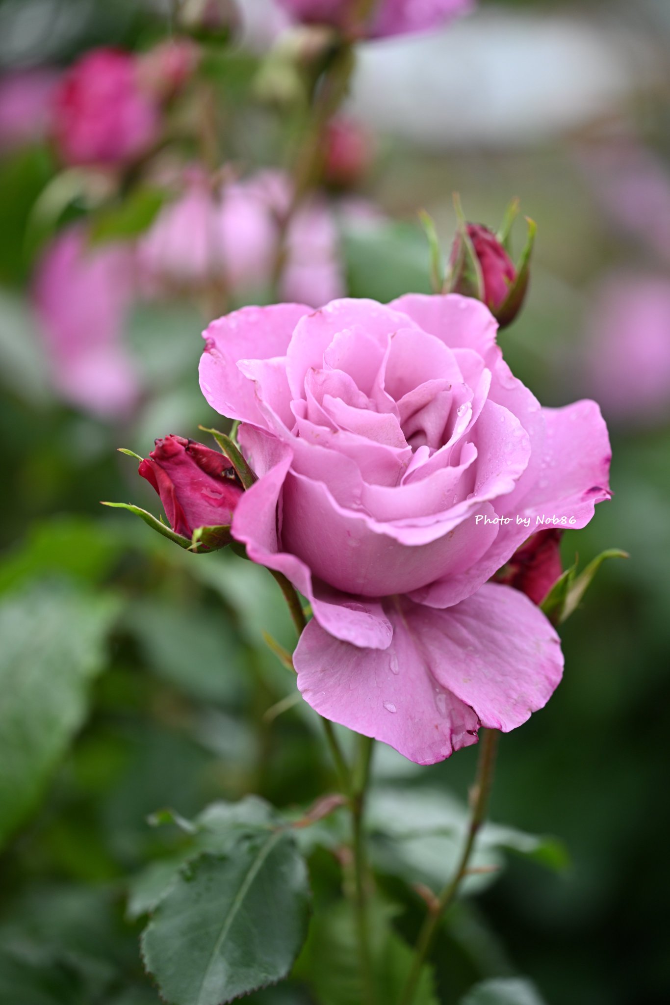 薔薇 Nob86 on X: 