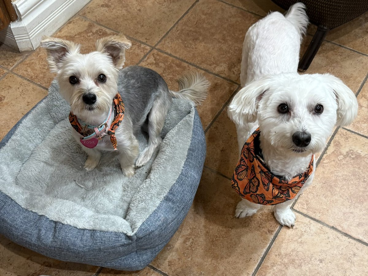 SirBailey2's tweet image. National Dog Day 💚 An guess what we’s are??? 😁🐶🐾 #itsourday #nationaldogday #dogsoftwitter #dogsofx #adogslife #doggo #pets Dogs ⬇️⬇️