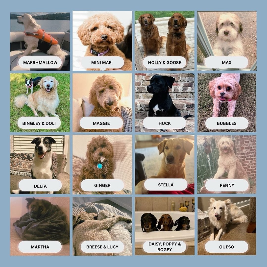 We couldn’t let National Dog Day go by without recognizing our Office Therapy Dog, Marshmallow, and the companions of his coworkers! Thankful for Marshmallow’s work in our office and for all of his furry friends!  Happy National Dog Day!