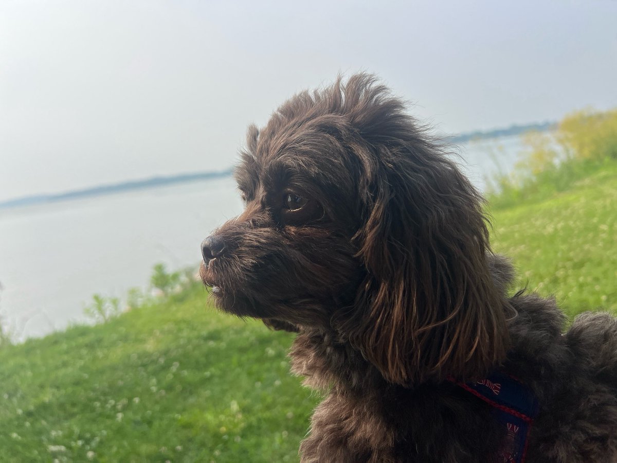 #happynationaldogday #112leads