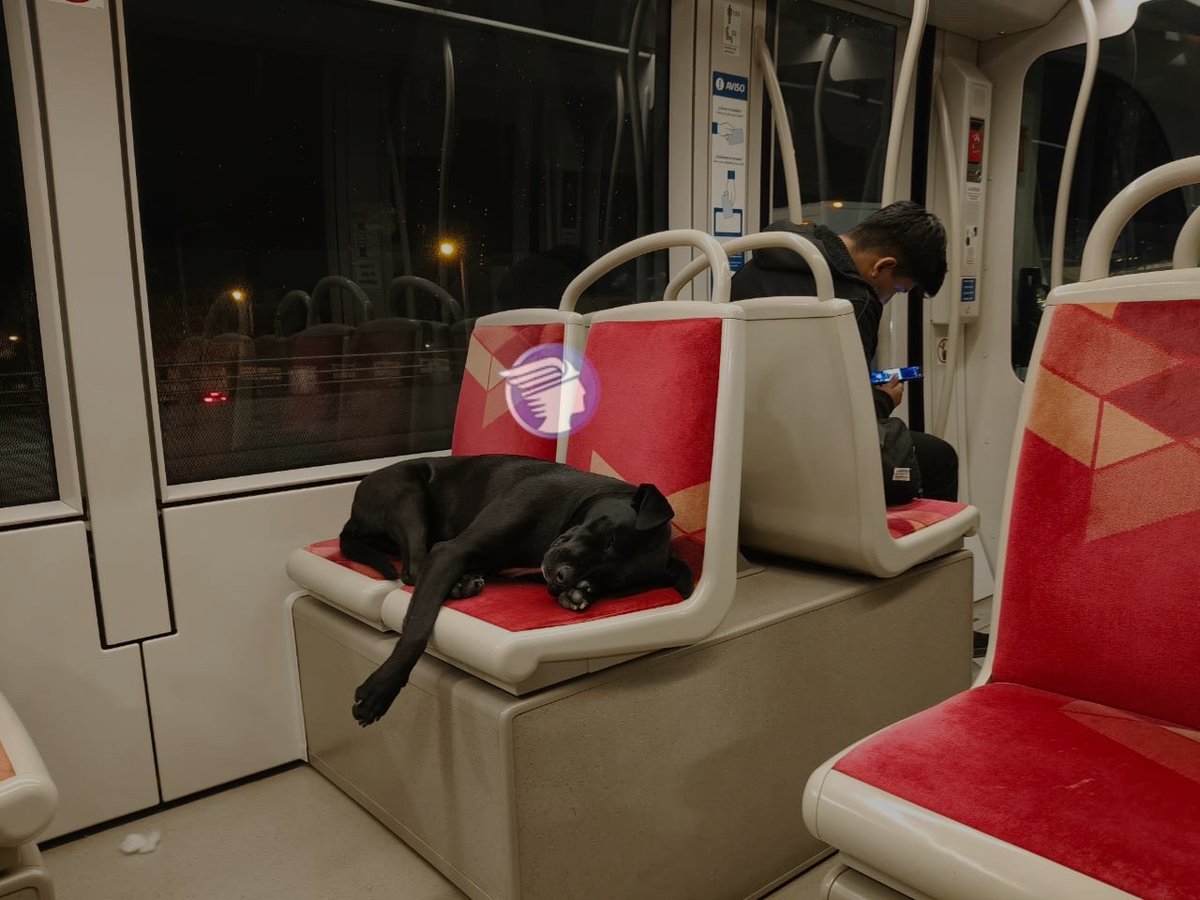 #CUENCA | 🐕‍🦺Un pasajero tierno e inusual disfruta de una siesta mientras viaja en uno de los asientos del tranvía.

📷 Patricia Naula.
