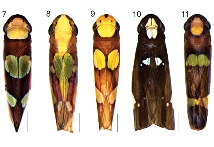 Zootaxa updates tweet media