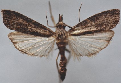 Zootaxa's tweet photo. New #Pyraloids (#Lepidoptera: #Pyraloidea) from Southeast #Türkiye with the description of #Tephris #yildizae sp. nov.
#taxonomy
#newspecies
https://t.co/X1ktn7NZyi https://t.co/pG0KB4xnYP