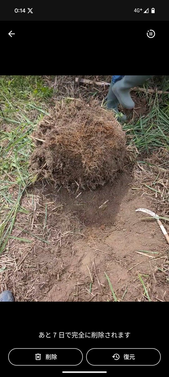 LISA_3153's tweet photo. Two large plants of Miscanthus sinensis dug up in a short time with the total concentration of three women! It is a miracle! Next to them is an upland rice planted with 3 seeds each and growing only with rainwater 🌾Newbie 🔰 &fun #uplandrice #naturalfarming #totalconcentration https://t.co/EBOo2mnc39