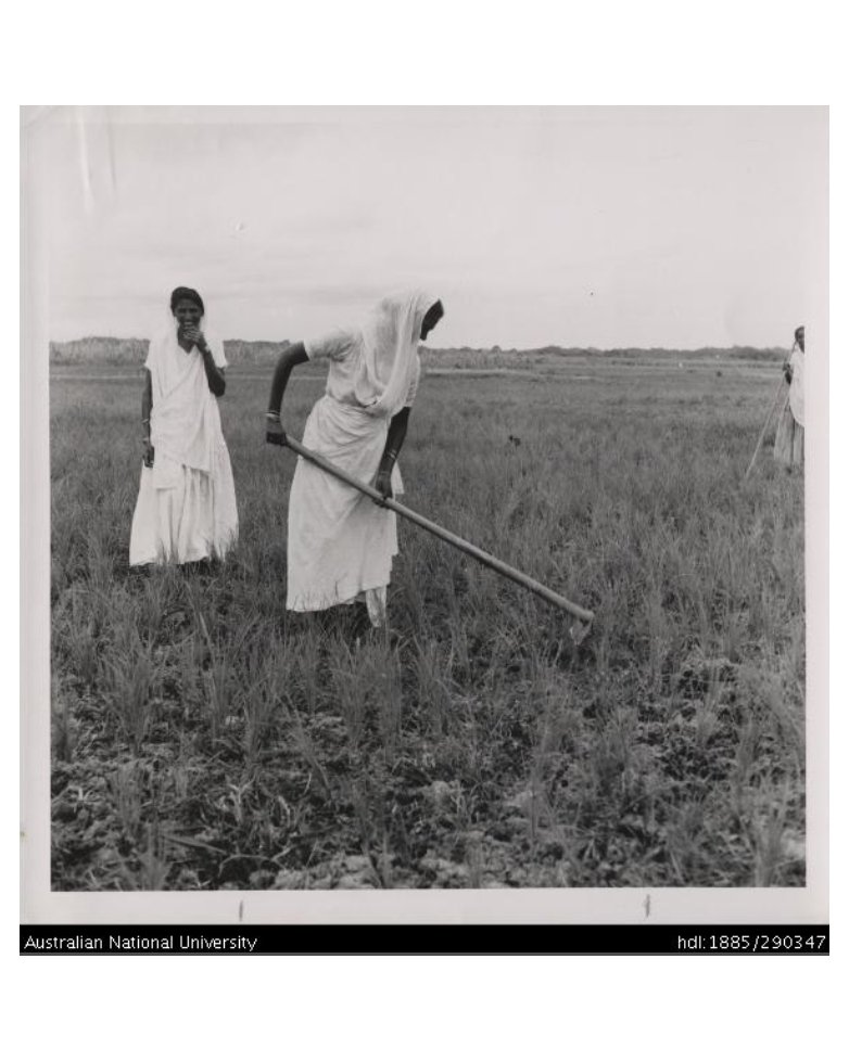 ➡️ 1st image: 
“Woman and child walking through town.” 
1950.

➡️2nd image:  
“Woman shopping.” 
1950.

➡️ 3rd image: 
“Indian worker weeding young rice, Nausori.” 
1959.

--- 

📍All images retrieved from: 
‘ANU Archives and Special Collections’ // Open research repository.
