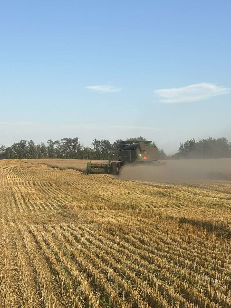 I do love parata. Straight off peas and into 12.5 wheat. Not what I woulda guessed last week. <a href="/themiddlenoble4/">Cara Noble</a> back in the saddle.