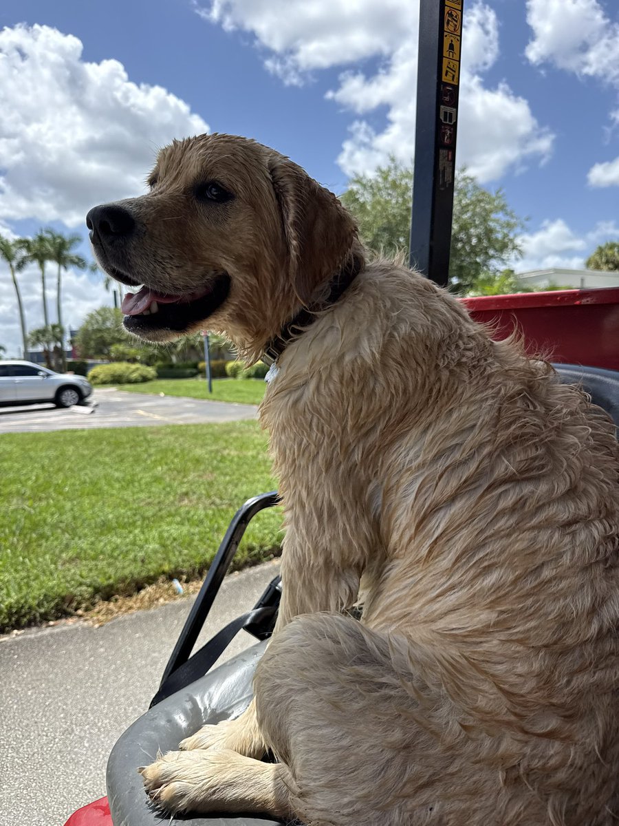 International Dog Day is always a good time to celebrate our assistants. Tucker has had a busy last few days as fall sports have kicked off, including getting his first head shot. Safe to say he isn’t a rookie at it <a href="/DogsOfTurf/">Dogs Of Turf</a> <a href="/contextdogs/">out of context dogs</a> <a href="/ContextSoftball/">no context college softball</a> <a href="/FAUSoftball/">Florida Atlantic Softball</a>
