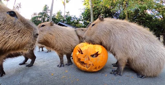 Capybaras tweet media
