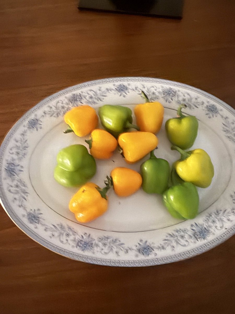 brownfoundation's tweet photo. It is an adventure to discover treasures from local farmers. These peppers bring freshness, health, and care to families in our community.
#brownfoundation #feedingchildren #nutritionmatters #communityimpact https://t.co/7hbVJWYaoS