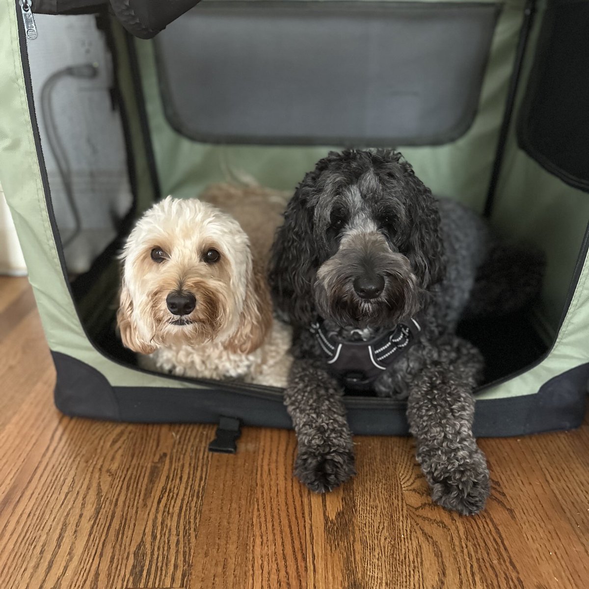 Happy National Dog Day from Ollie and BG
