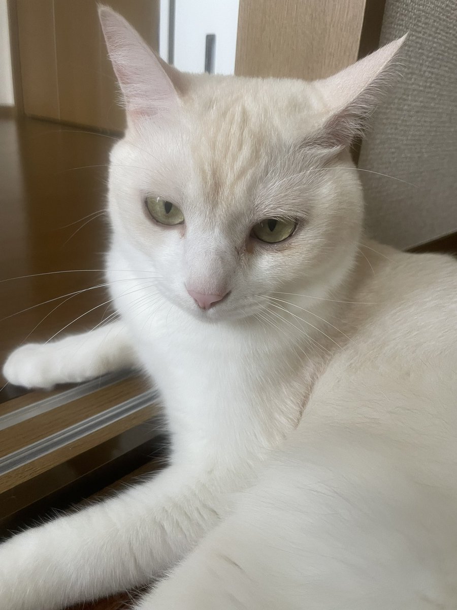 o.o.oruka (@oruka_o7) on Twitter photo 🐈 #ネコの日 8月スペシャルキャンペーン 🐈
毎月22日はネコの日🐾
今回も楽しくニャンペーンにご応募くださいニャ~🥳🐈
<a href="/cat_dog_smack/">スマック【公式】🐱🐶🐰🐟</a>
<a href="/kohnan_official/">ホームセンターコーナン</a>
🐾応募規約
hc-kohnan.com/pre/pdf/202508…
応募させていただきました❣️
当たりますように🥳🎉✨✨ 🐈 #ネコの日 8月スペシャルキャンペーン 🐈
毎月22日はネコの日🐾
今回も楽しくニャンペーンにご応募くださいニャ~🥳🐈
<a href="/cat_dog_smack/">スマック【公式】🐱🐶🐰🐟</a>
<a href="/kohnan_official/">ホームセンターコーナン</a>
🐾応募規約
hc-kohnan.com/pre/pdf/202508…
応募させていただきました❣️
当たりますように🥳🎉✨✨