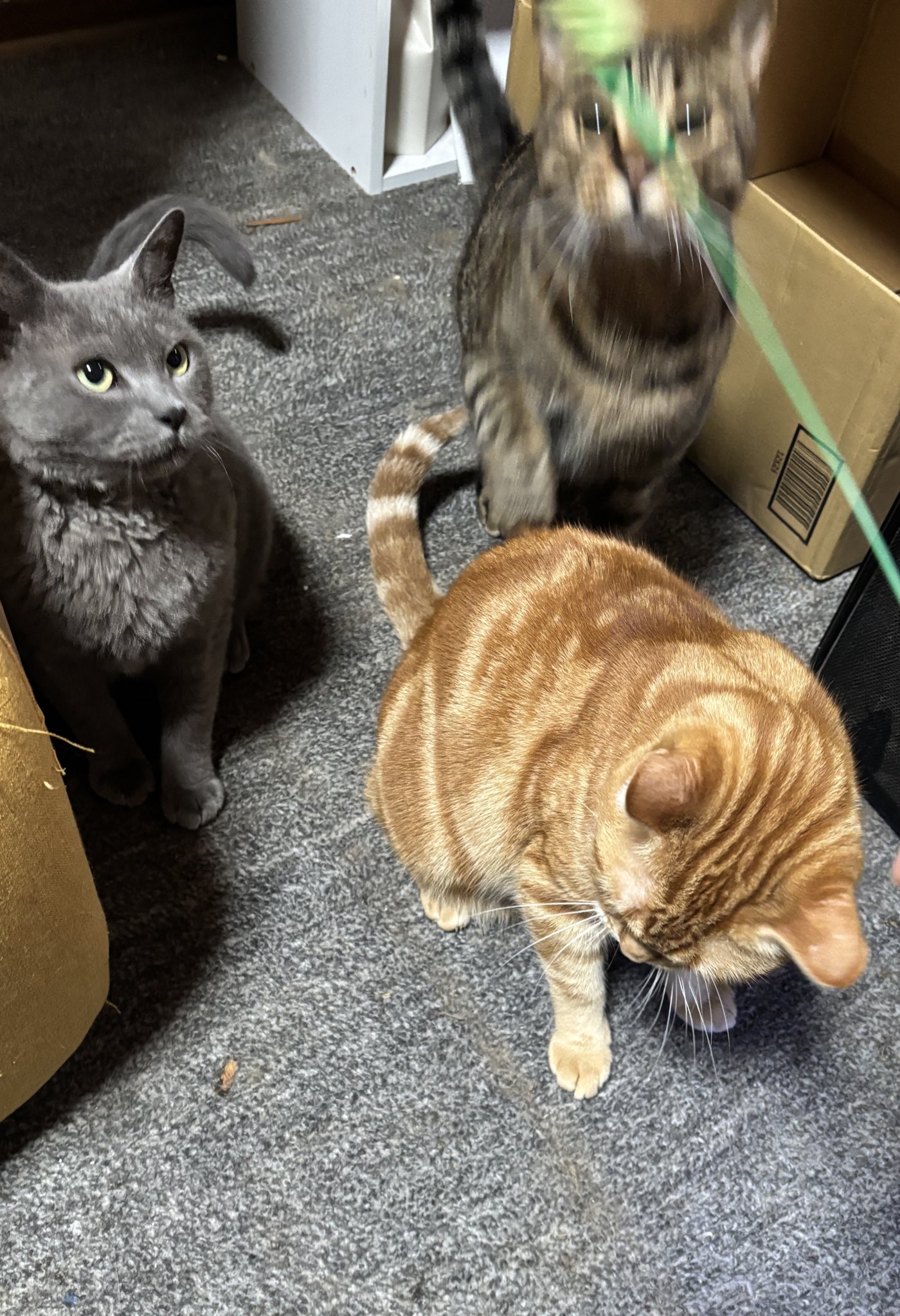 猫じゃらし様♡ありがとうございます♡ ねこちあ on X: 