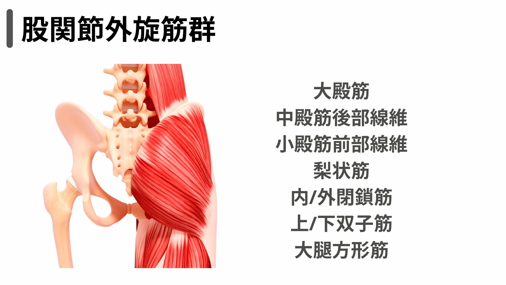 解剖学 - Search / X