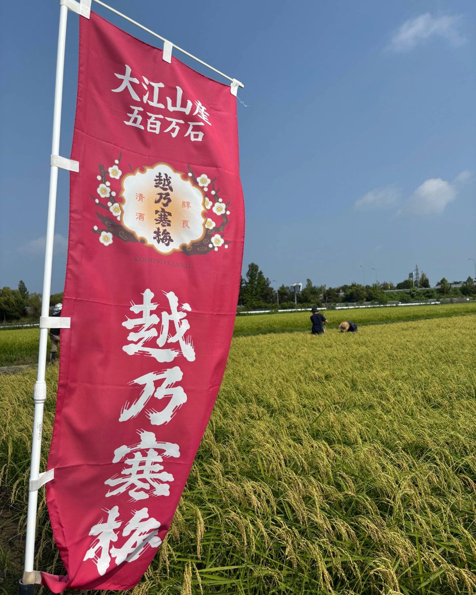 koshinokanbaijp's tweet photo. 越乃寒梅の故郷・亀田郷大江山。今年も酒米が収穫の季節を迎えます🌾

酒米生産者は冬には蔵人として酒造りに携わります。

大江山の酒米で醸した県内限定酒を9月中旬に出荷予定✨

地元への感謝を込めた一杯を、どうぞお楽しみに。

#越乃寒梅 #koshinokanbai  #亀田郷大江山産 #新潟清酒 #酒米づくり https://t.co/bKt2Sq0bQv