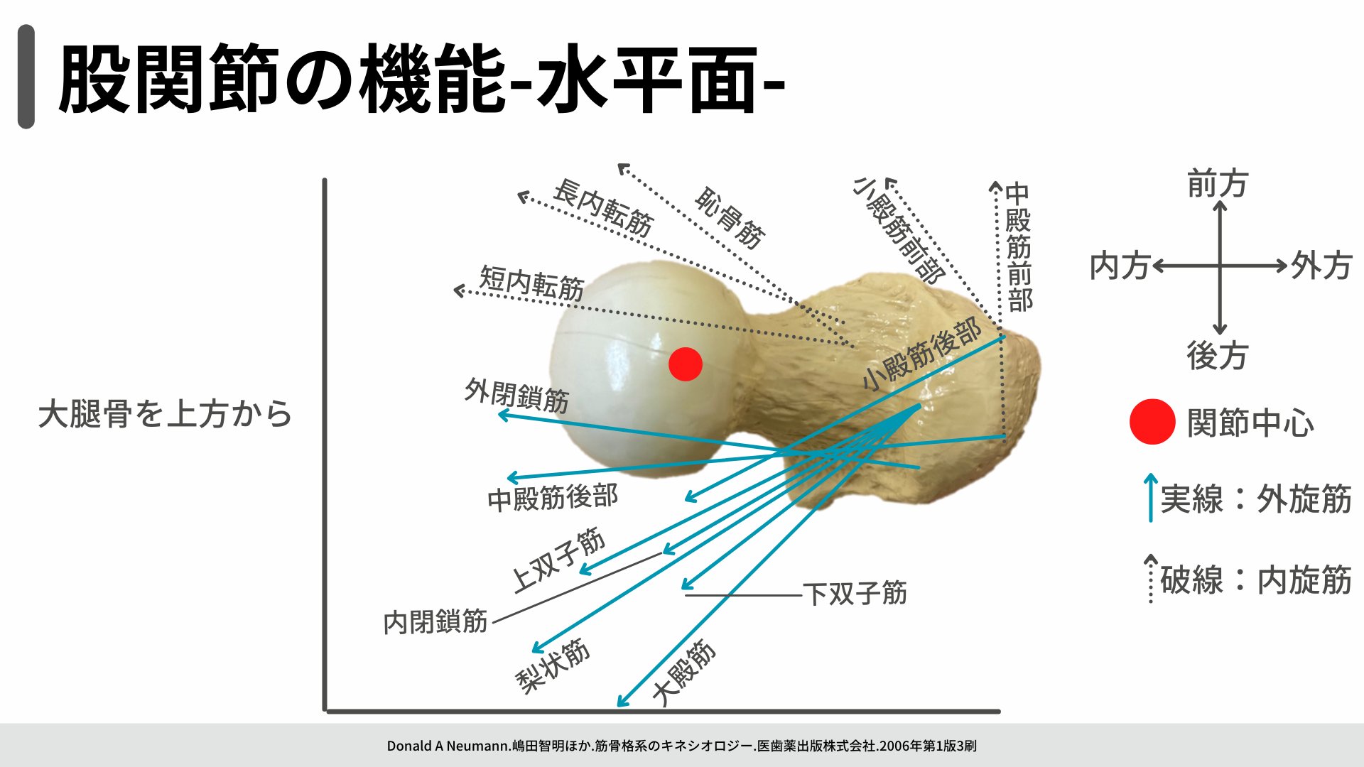 【未使用】解剖学 下後鋸筋(かこうきょきん) 下後鋸筋は 上から10～12番目の胸椎と