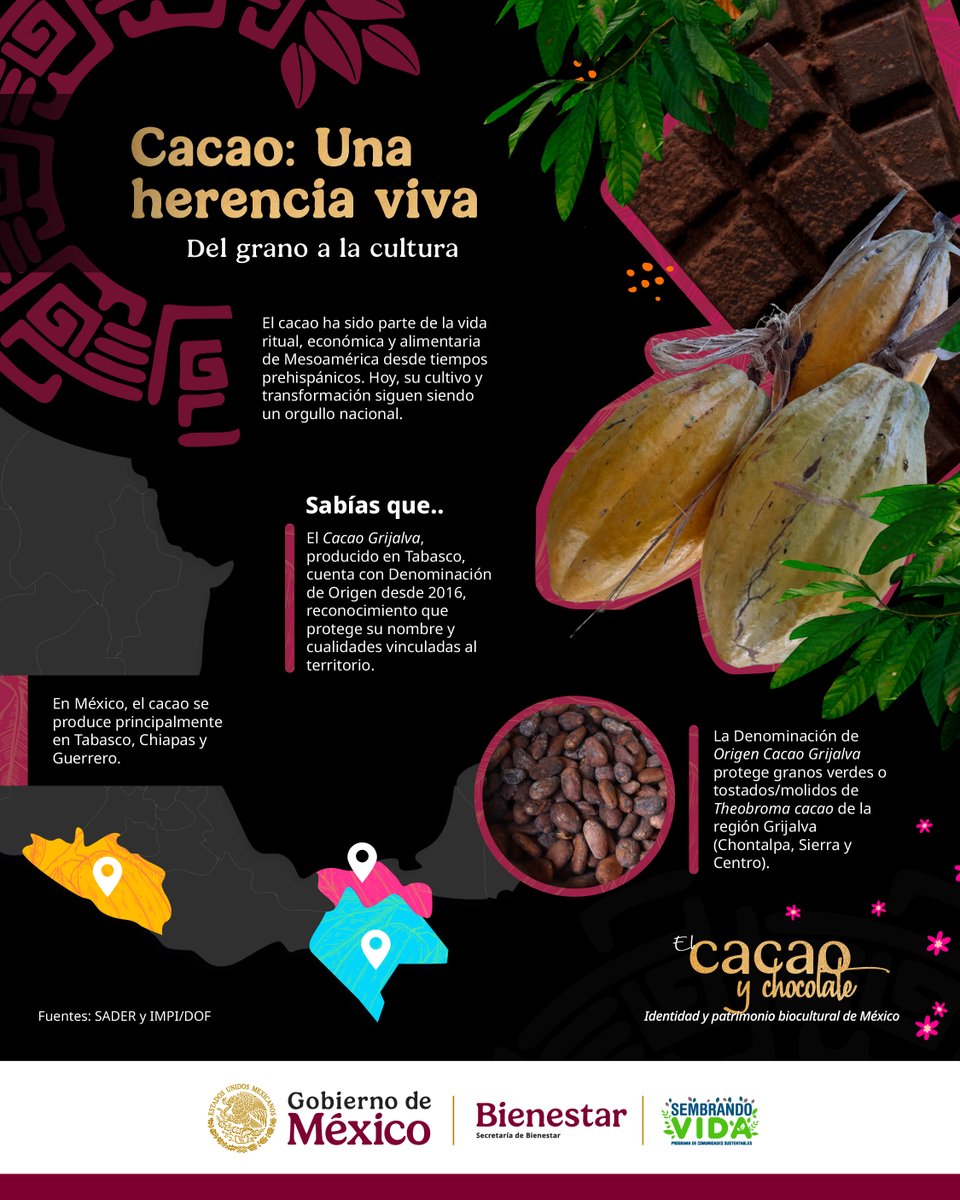El cacao es más que un cultivo: es herencia viva, raíz y puente cultural que une a los pueblos de #México desde tiempos ancestrales. El #CacaoMexicano guarda historia, tradición y saberes que fortalecen nuestra identidad y nos recuerdan que el campo es cultura viva
#SembrandoVida