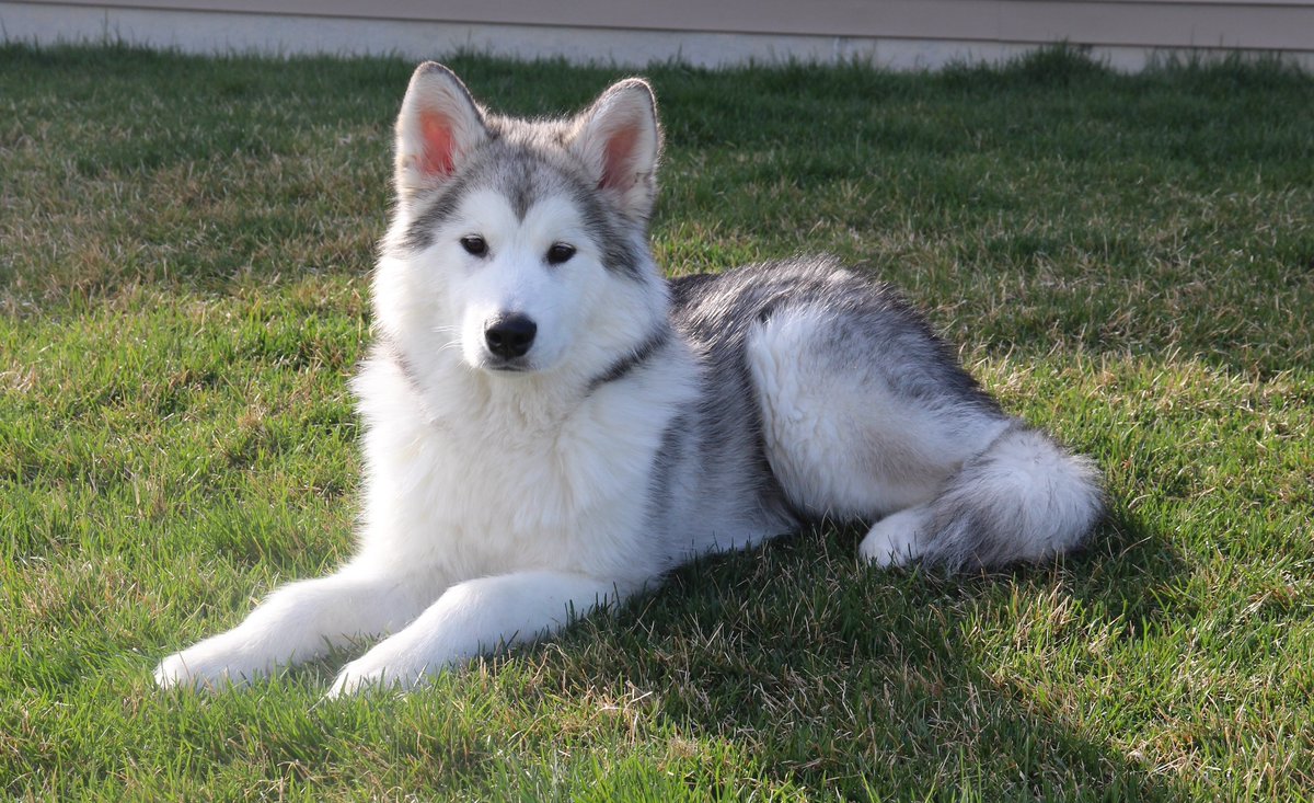 mcmalamutes's tweet photo. @KathyJones https://t.co/Zbh3Zo22X2
