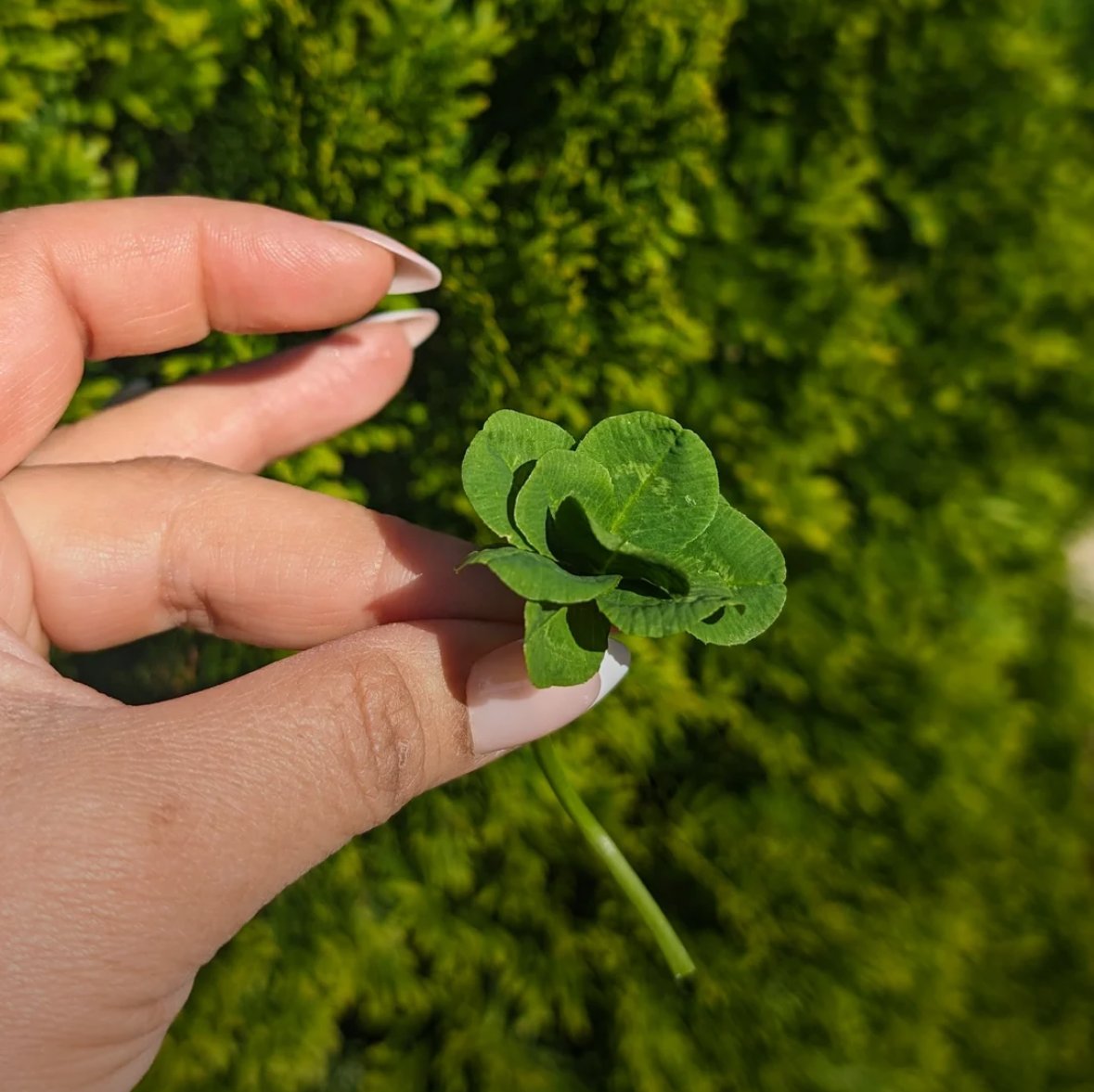 New SpaceX merch dropping (10 leaf clover)