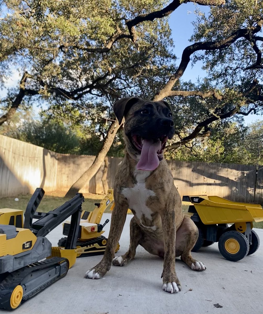 Every crew needs a top dog. 🐾 This one already has the keys to the fleet!  

Happy National Dog Day from all of us at HOLT CAT!

#NationalDogDay #HOLTCAT