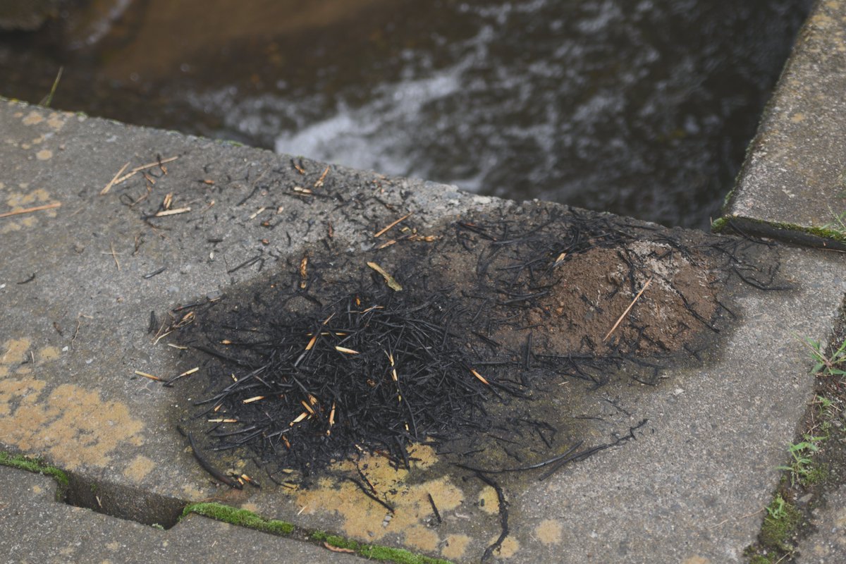 古き良き日本のお盆風景