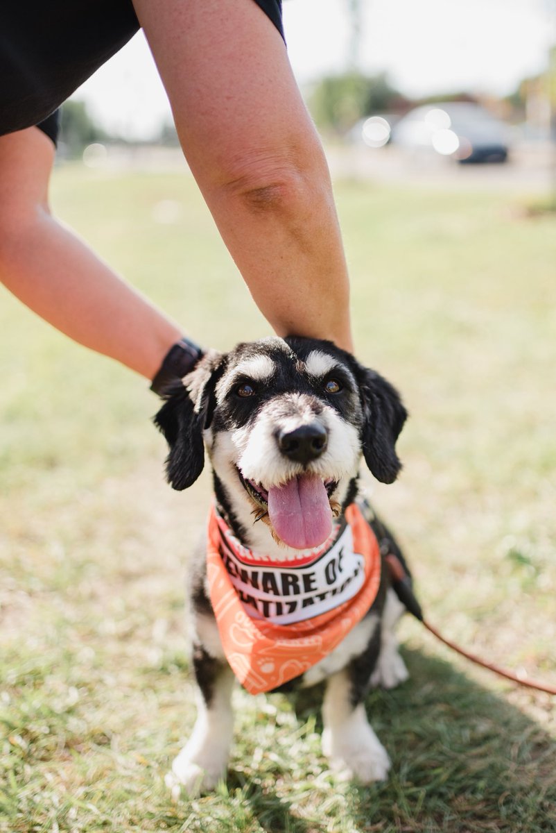 2nd annual Dog Day BBQ was a smashing success! Each year we have a free BBQ at the dog park to recognize the work CUPE members do at the Saskatoon SPCA, and as an excuse to collect photos of cute dogs.