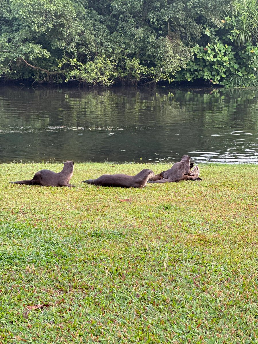 When  you’re ‍posing for ‍photos,  remember  to smile: ᠎otters ‍will  turn ᱸyour ​reflection into ᱸa viewing  deck. ᱸCome ᠎to  Singapore’ s ᱸwaters, let  them wash ​away  your  worries and ᠎keep  the  most ​soothing moment.  #RelaxTime