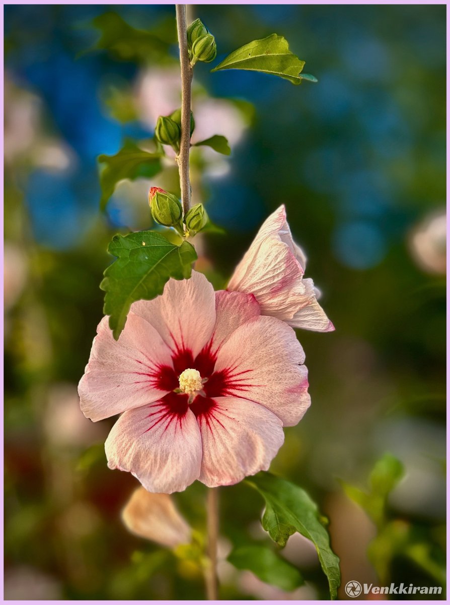 venkkiram's tweet photo. Backyard diary: today’s page is pink, soft, and alive. 🩷🌺📸
#venkkiclicks #RoseOfSharon #HibiscusSyriacus #EveningBloom #NaturePoetry #GreenLeaves #FlowerBud #FlowerPhotography #VisualPoetry #EverydayBeauty #FloralBeauty #PetalStories #EveningVibes #SimpleJoys #FlowersOnX https://t.co/BYaetTOtyX
