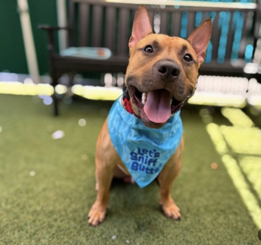BeeDoDoobieDo's tweet photo. Popadoo  🐾💙 🐾R U kidding me?
This 1yr old puppy has been a resident in Manhattan ACC for #72Days ~ https://t.co/Octdbr4i9H

☑️In 72 days you could have cuddled him 144 times 
☑️In 72 days you could have lost 6 lbs walking him
☑️In 72 days you could have shown him what love is
☑️In 72 days you could have had an unconditional BFF

Why would you wait another day, or make him wait to be happy forever? #Pledge4SafeRescue #AdoptMe #FostersSaveLives   💙Go meet this happy boy!