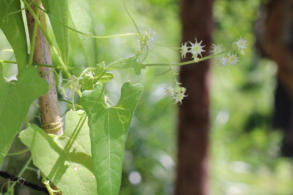 湯呑み(角田川百花園) 向島百花園｜墨田区東向島の名所旧跡
